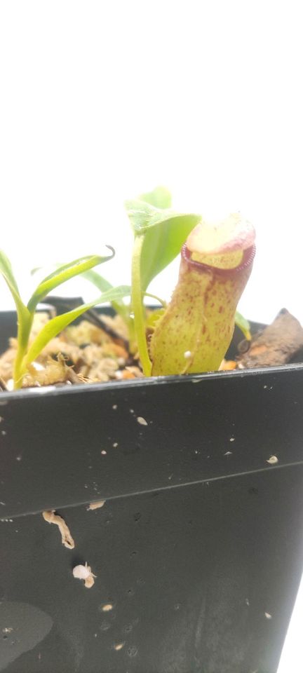 2 Nepenthes aristochioloides x campanulata in Schwarmstedt