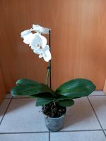 Orchideen Orchidee Blume weiß Pflanze Wohnzimmer Hessen - Fronhausen Vorschau