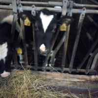 Bio SB Holstein Kalb Absetzer Fresser weiblich Rind Bayern - Jengen Vorschau