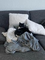 2 Katzen ( Hauskatzen ) Geschwister abzugeben Nordrhein-Westfalen - Hürtgenwald Vorschau