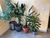 Große Zimmerpflanzen zu verschenken. Sachsen - Grüna (Sachsen) Vorschau