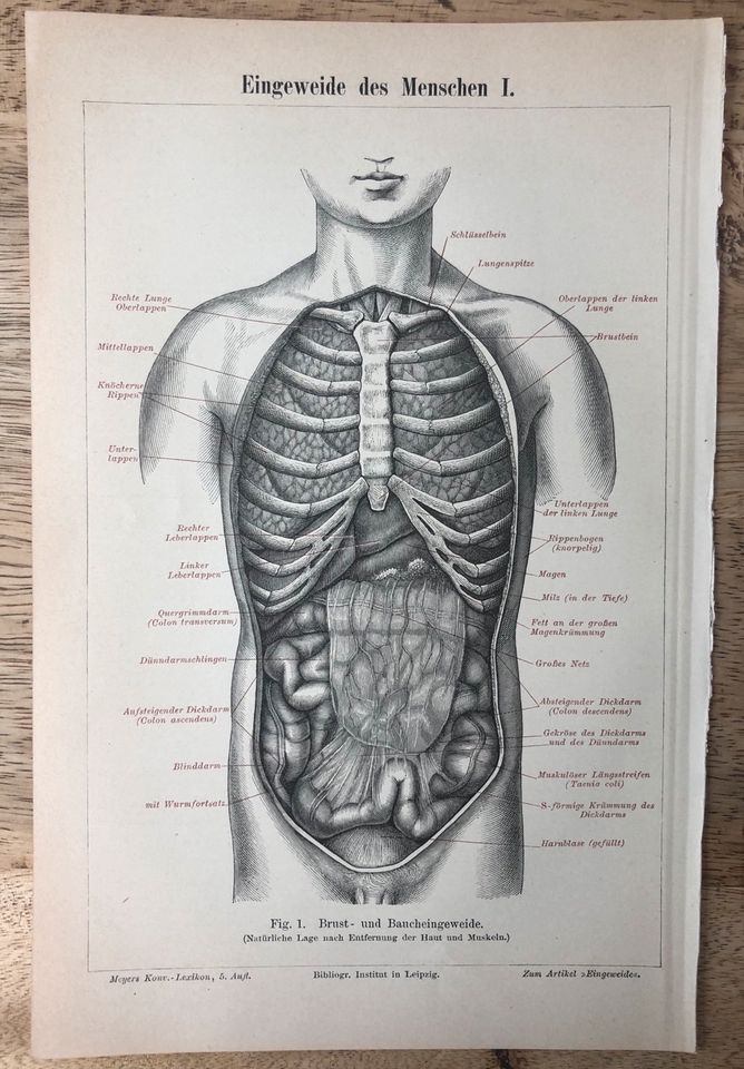 Vintage Retro Abbildungen Poster Bilder Drucke von 1880-1900 in Dresden