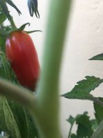 Tomate „San Marzano“ samenfest, 10 Samen, Gemüse, Bio Bayern - Ramerberg Vorschau