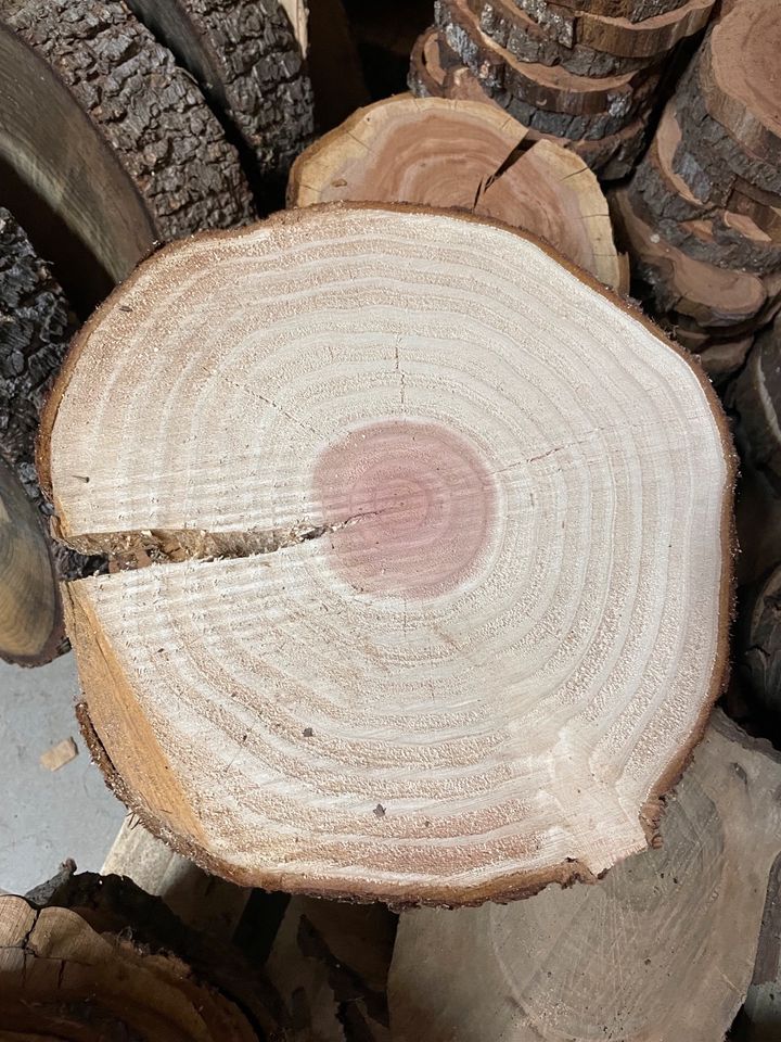 Mammut  XXL Baum Tisch Groß Küche Trocken in Pottenstein