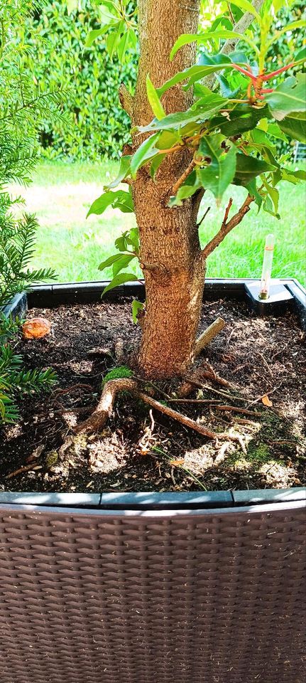 Portugiesische Lorbeer-Kirsche immergrün Baum Strauch Blüte weiß in Göppingen