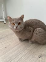 BKH ,  Britisch kurz Haar Katze , Weiblich 15 Monate alt Nordrhein-Westfalen - Bad Oeynhausen Vorschau