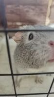 ⭐️ Meerschweinchen Omi sucht Traumzuhause ⭐️ Kreis Pinneberg - Uetersen Vorschau