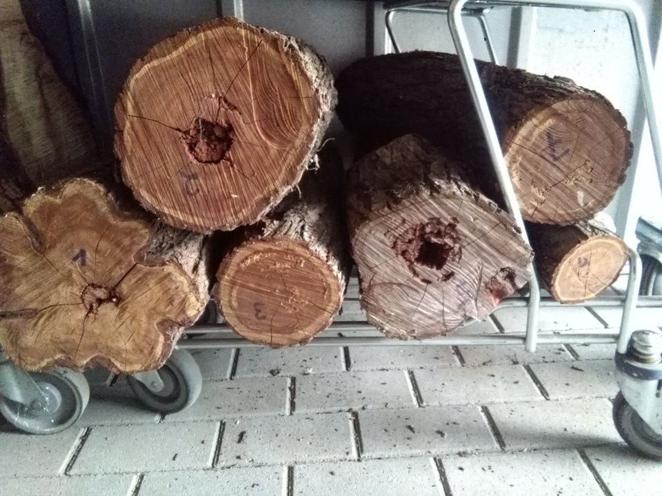 Holz Blutplaume trocken Blutplaumenholz Blutplaumenbaum Stamm in Schöneiche bei Berlin