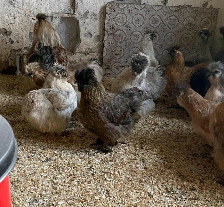 Hühner Hennen Verkauf Bartz Tiernahrung in Polch in Polch