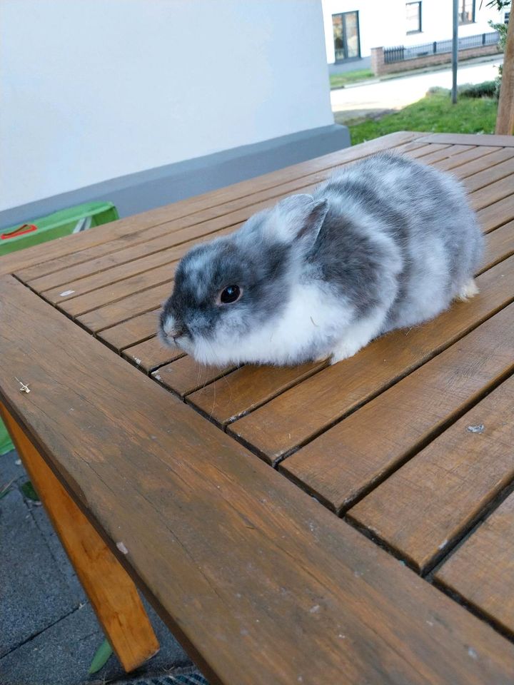 Zwergkaninchen Kaninchen  in liebevolle Hände abzugeben in Lengede