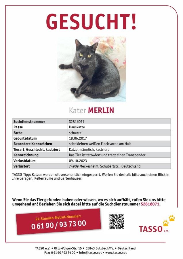 Kater (Katze) Merlin vermisst! in Meckesheim