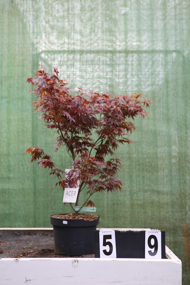 Acer palmatum `Atropurpureum´ Ahorn Ahornwochen no. 59 in Dietzhölztal