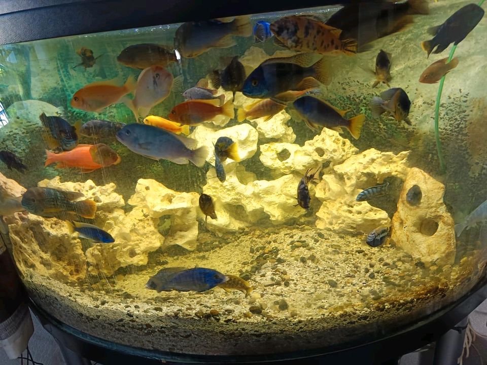 Aquarium Barsche Malawi Oase Filter in Sassnitz