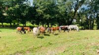 Zwerg Zebu Bayern - Pfaffenhofen a.d. Ilm Vorschau