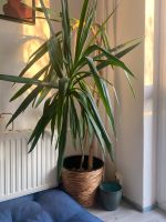 Große gesunde Palme Pflanze inkl Topf abzugeben Berlin - Mitte Vorschau