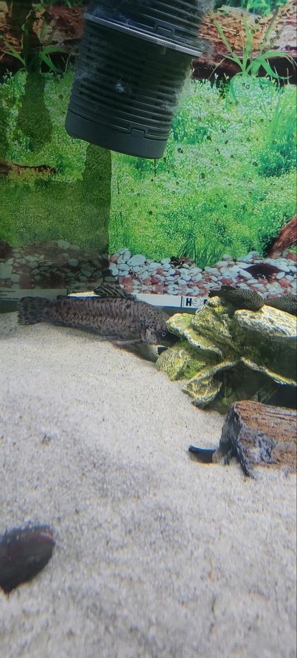 Aquarium mit Besatz und Zubehör in Ansbach