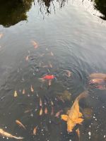 Goldfische/ kleine Koi Karpfen Niedersachsen - Bremervörde Vorschau