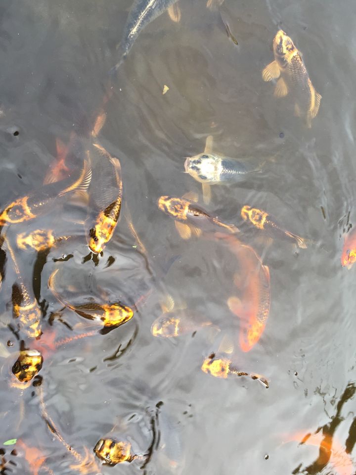 Koi teichfische in Mainz