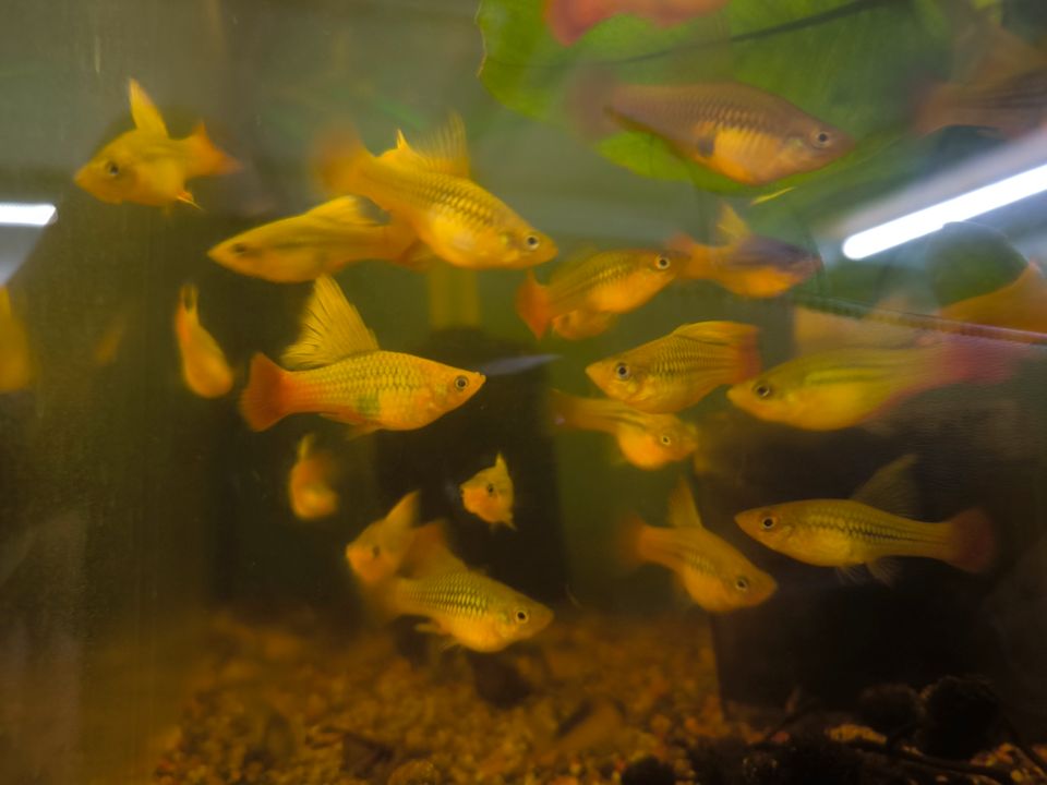 Papageienplaty FISCHBÖRSE 21.4. Aquarienverein Bth. in Pegnitz