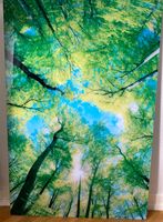 Kunst: Glasbild Natur Motiv Wald Bäume 80 x 120 cm Hamburg-Nord - Hamburg Uhlenhorst Vorschau