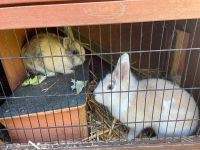2 Kaninchen in liebevolle Hände abzugeben Stuttgart - Stammheim Vorschau