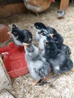 Bruteier von bunter Hühnergruppe Nordrhein-Westfalen - Kürten Vorschau