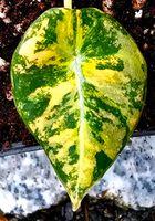 Alocasia Black Velvet Aurea Variegata - High Quality Hessen - Obertshausen Vorschau