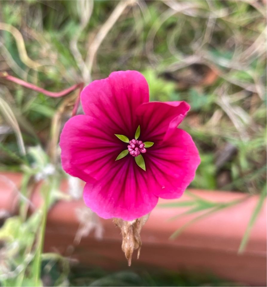 30 Samen Wilde Malve, Wildblume Insekten pflegeleicht Garten in Baldham