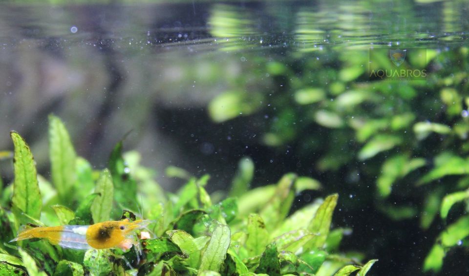 Orange Rili ( Neocaridina davidi) Garnelen in Dortmund