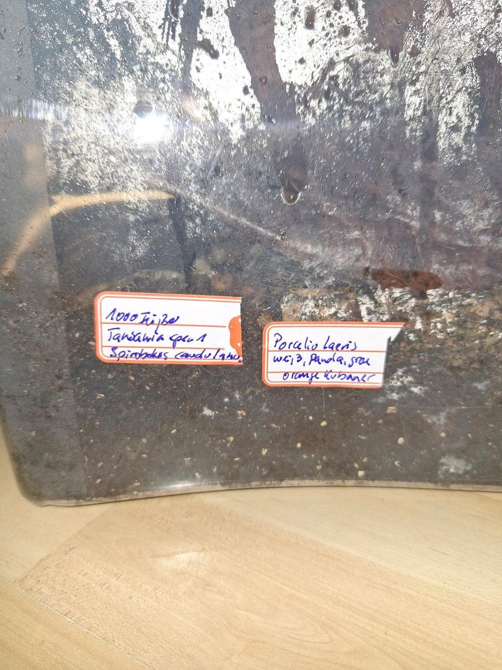 Insektenbox Tausendfüßler spec 1  + Asseln in Berlin