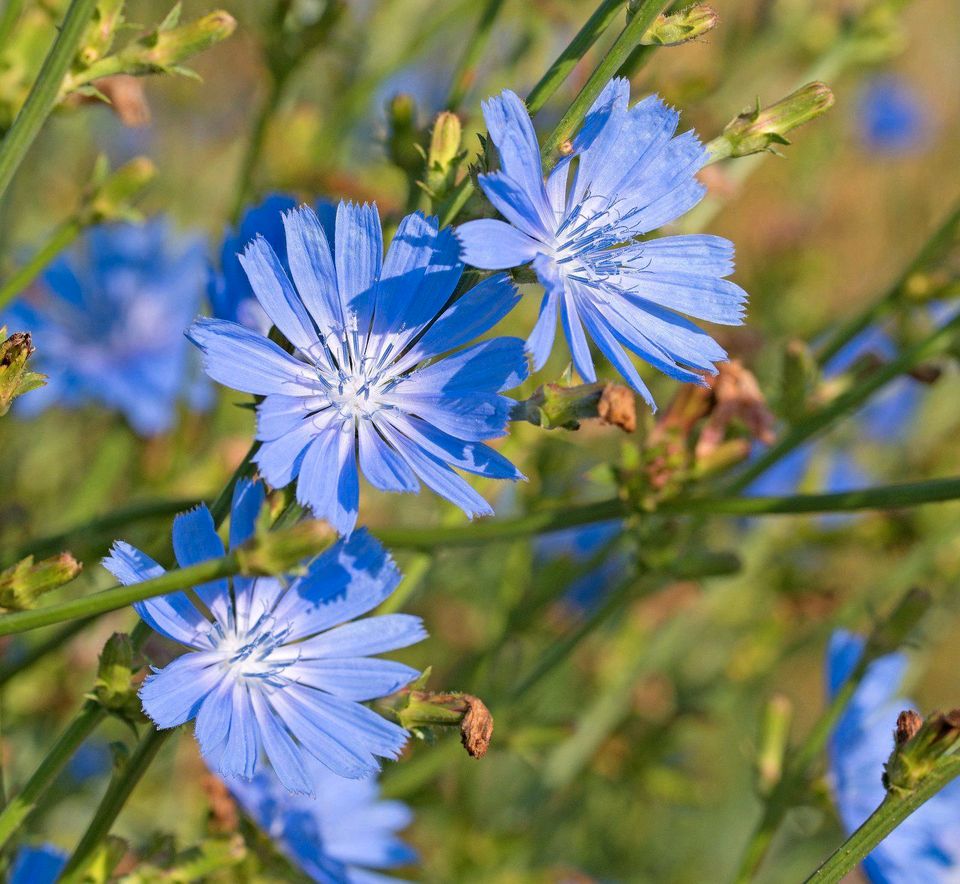 Wegwarte 4,15 € – Cichorium intybus Pflanze Staude heimisch in Veitshöchheim