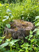 Baumstumpf entfernen Baumstumpffräse Wurzelfräse Stubbenfräse Thüringen - Langula Vorschau