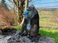 DEKO Mandrill Pavian Affe Deko Haus Garten Rheinland-Pfalz - Waldbreitbach Vorschau