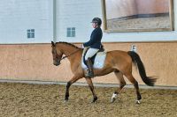 Reitbeteiligung auf Lehrmeister / Reitunterricht Niedersachsen - Horstedt (Niedersachsen) Vorschau