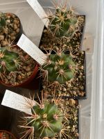 4 Ferocactus fordii, junger Kaktus Nordrhein-Westfalen - Jülich Vorschau