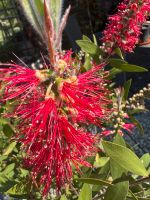 Callistemon Bayern - Landshut Vorschau