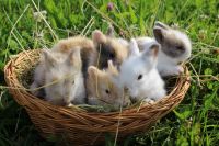 Kleinbleibende zahme Teddyzwerge und Löwenköpfchen Zwergkaninchen Bayern - Obernzell Vorschau