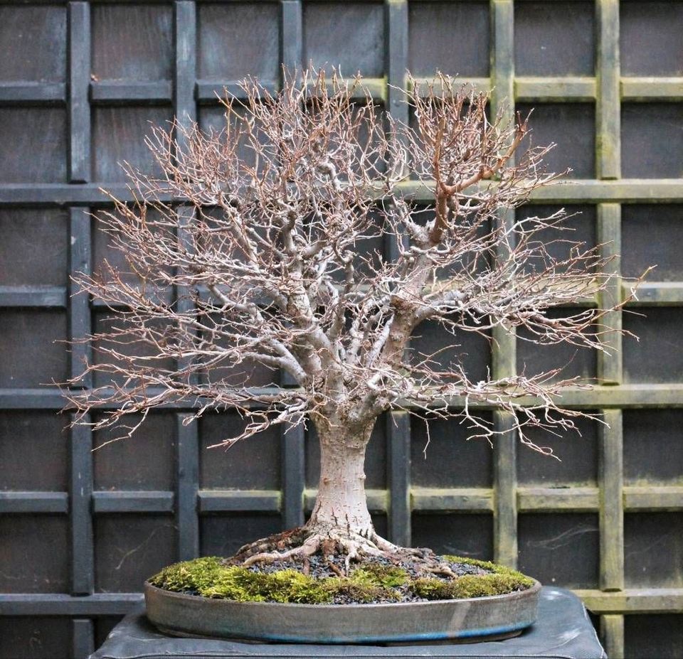 Ausstellungsreifer Zelkova Serrata Bonsai Japanimport Top Nebari in München