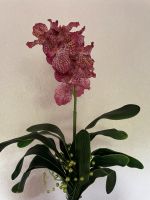 Künstliche Orchidee Nordrhein-Westfalen - Tecklenburg Vorschau
