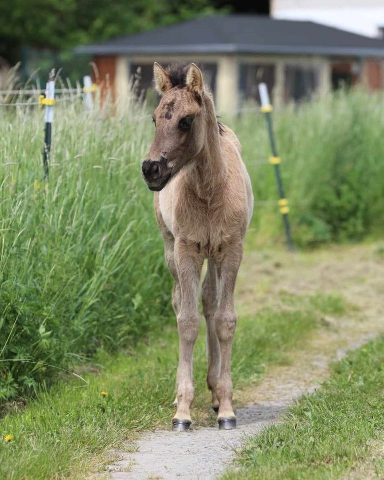 Wunderschönes Quarter Horse Foundation Stutfohlen grullo 99% NFQH in Poppenhausen