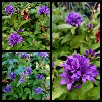 Samen  Knäul-Glockenblume, Campanula glomerata in Violett Niedersachsen - Georgsmarienhütte Vorschau