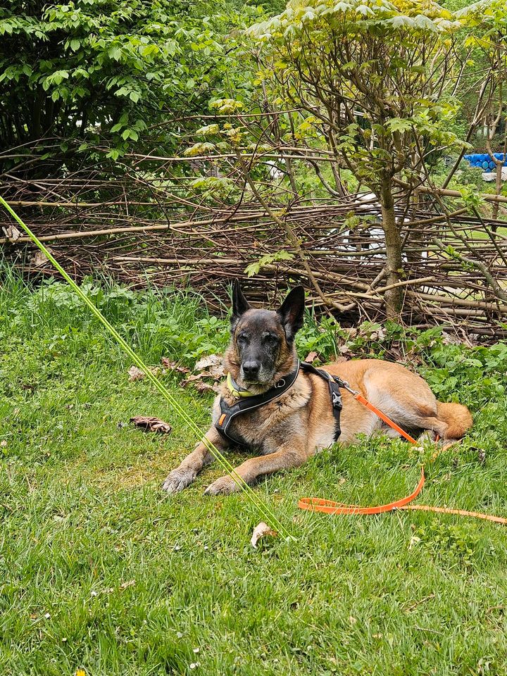 Hundebetreuung für Malinois gesucht in Hannover
