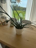 SANSEVIERIA Ikea Pflanze Hessen - Kefenrod Vorschau