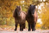 Pflegebeteiligung Reitbeteiligung Shetty Minishetty Rheinland-Pfalz - Kaiserslautern Vorschau