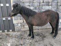 Classic Pony Stute Shetty Niedersachsen - Esens Vorschau