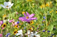 Gartenhilfe gesucht! Baden-Württemberg - Wittlingen Vorschau