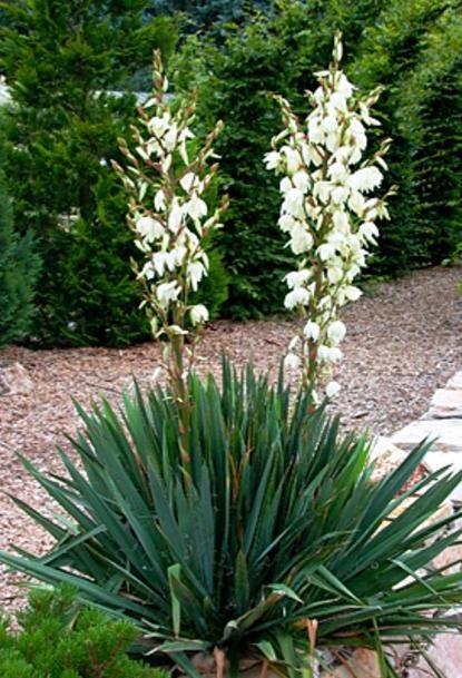 Palmlilie Yucca Palme winterhart immergrün in Halle