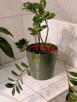 Glücksfeder Zamioculcas Zamiifolia Zimmerpflanzen Leinatal - Schönau v d Walde Vorschau