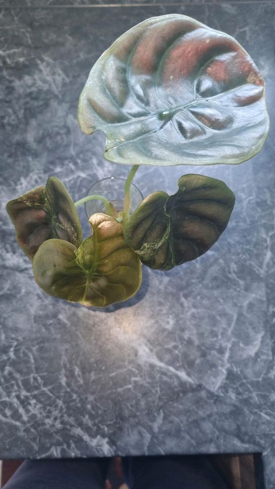 Alocasia Cuprea variegata Jungpflanze in Sandhausen