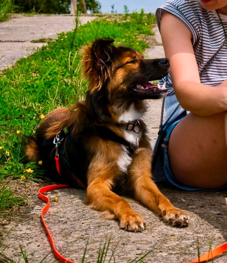 MOMO Mischling Tierschutz Hund Rüde in Hannover